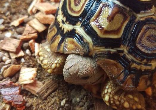 Tortoise returned after Lancaster pet shop raid